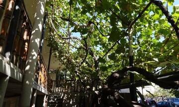 Фотографии Гостевой дом Green Balcony г. Тбилиси (Грузия) №2 Фото Гостевой дом Green Balcony г. Тбилиси 2