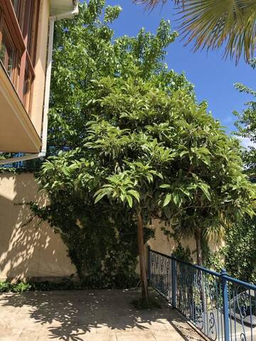 Фото номера Двухместный номер с 1 кроватью, вид на сад Отель Hotel Vaki г. Тбилиси 3