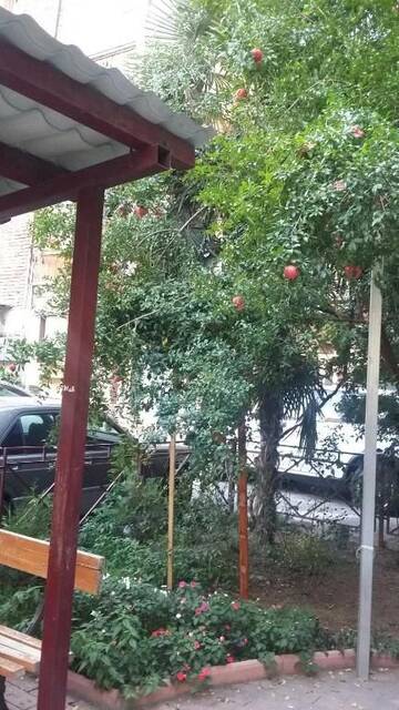 Фото номера Двухместный номер Делюкс с 1 кроватью и дополнительной кроватью Гостевой дом Joniskera г. Тбилиси 47